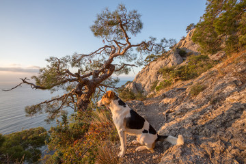 Собака на закате © firstswallow1