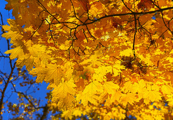 Bright autumn maple foliage