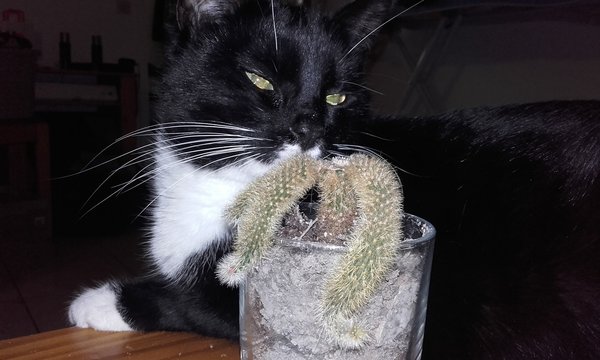 La Chatte et son cactus
