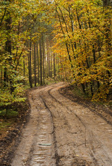 mysterious wet road, path in the forest - warm European autumn landscape