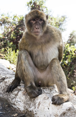 Barbary macaque monkey
