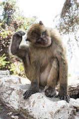 Naklejka na ściany i meble Barbary macaque monkey
