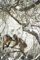 Monkey fight