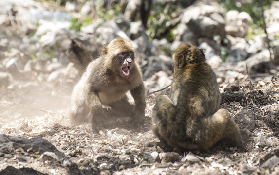 Monkey Fight