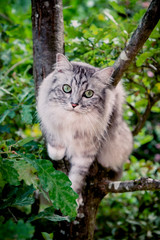 Naklejka na ściany i meble Le chat gris à poils longs dans l'arbre