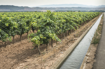 Fototapeta na wymiar Vineyards and irrigation canal