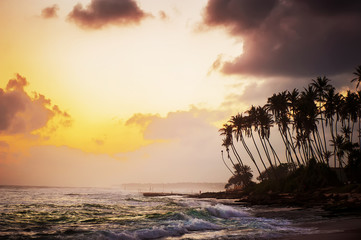 ocean beach on sunset with row palms on horizon