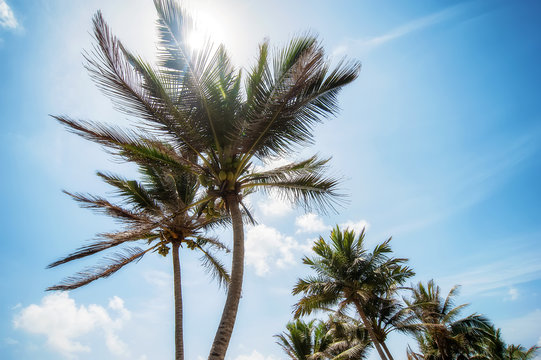coconut palms and blue cloudy sky.natural  summer background