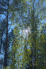 The sun breaks through the branches of birch. Autumn forest