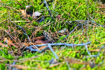 Little fir-cone is lying on moss. Autumn forest. Soft photo