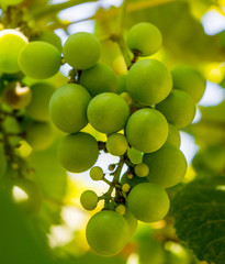 Photo of a branch of green vine grapes
