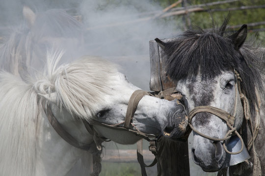 White Horse kissing another horse. Yakutia. Russia.
