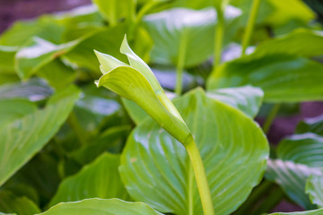 Photo of the green bud of white flower in the garden