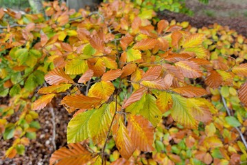 Feuilles d'autonme