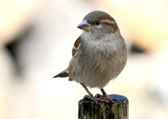 Female House Sparrow (Passer domesticus) posing on a pole