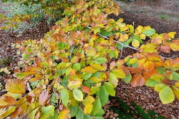 Branchages colorés en automne
