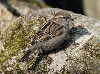 Female House Sparrow (Passer domesticus) posing on a rock.