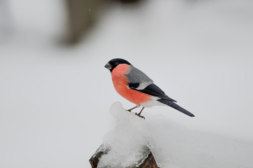 Bullfinch (Pyrrhula pyrrhula, Eurasian Bullfinch) perching on a snowed branch. Winter background