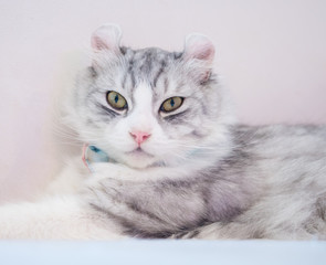 Fototapeta na wymiar close up shot on single cute fluffy cat