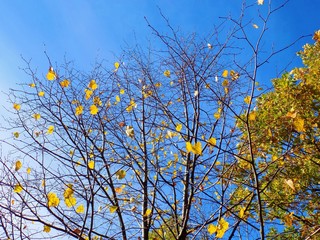Yellow colorful leaves on deciduous trees in deciduous forest in wild nature during autumn
