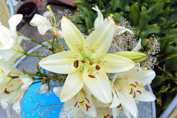 Opened white lily flower