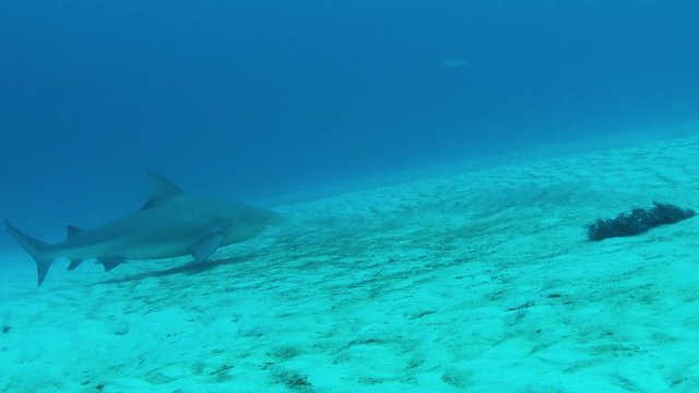Bull Shark prowls seafloor