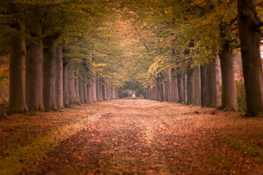 Autumn Has Arrived In The Avenue.