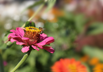 Bee in search of pollen
