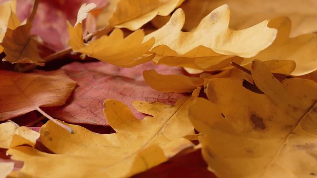 Yellow and red autumn leaves / Yellow and red autumn leaves on rotating plate, close-up
