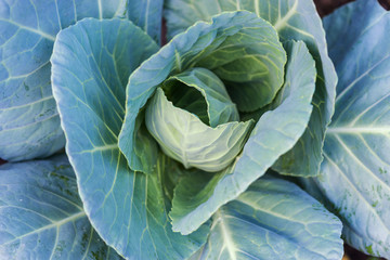 Green cabbage in the garden. Natural Background