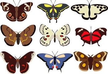 Set of different types of colorful butterflies isolated on white background in flat style. Vector illustration.