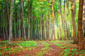 Obraz premium Path in the beautiful Bukk forest in Hungary