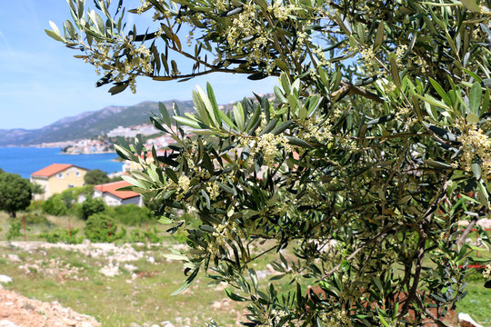 Olive tree in Neum, Bosnia and Herzegovina. Selective focus. 