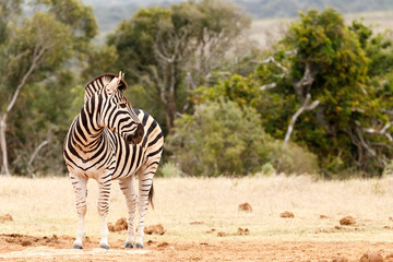 Fototapeta na wymiar Zebra looking over his shoulder