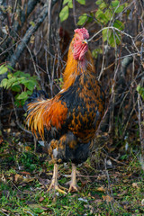 Cock grazes on a green lawn in the summer