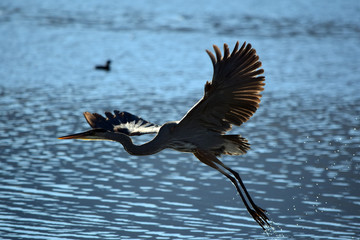 Heron in Flight
