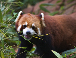 Red Panda Shining Cat Eating Bamboo Panda Breeding Center