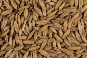 natural oat grains background, closeup