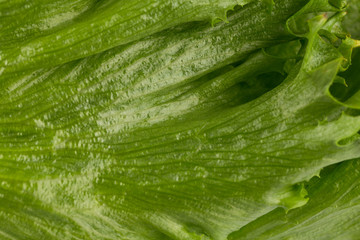 fresh lettuce texture