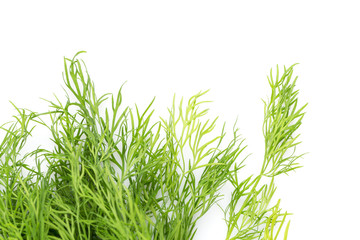 Fresh organic dill