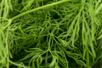 Fresh organic dill
