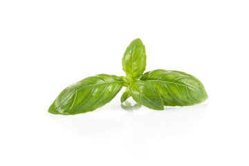 Fresh green wet leaf basil