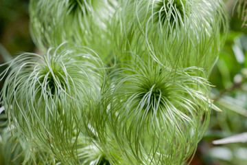 Soft Clematis Seed Heads