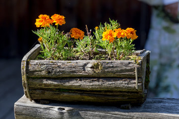 Flowers in the wooden pot