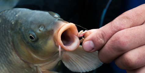 Fish in hands with bait in mouth. Fishing.