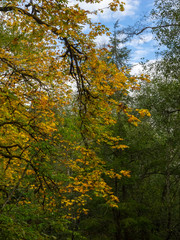 Obraz premium Fall Colors Washington State