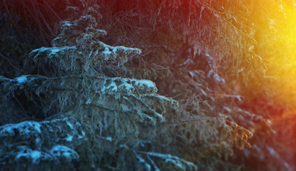 Winter landscape.frozen taiga forest
