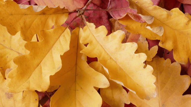 Yellow and red autumn leaves / Yellow and red autumn leaves on rotating plate, close-up