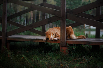 Nova Scotia Duck Tolling Retriever dog