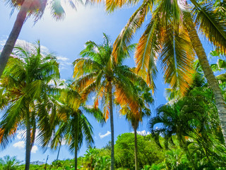 Tropical Background with palms